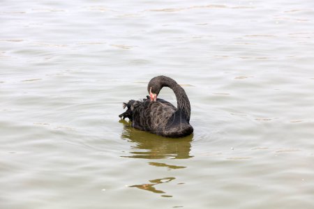 Téléchargez les photos : Cygne noir nage sur l'eau dans un parc, Chine - en image libre de droit