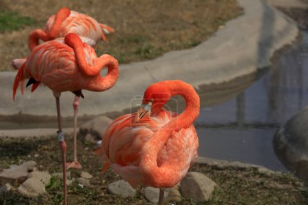 Téléchargez les photos : Flamants roses jouent dans les cages du parc, Chine - en image libre de droit