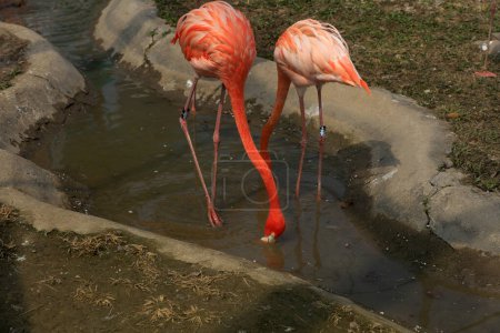Photo for Flamingos play in park cages, China - Royalty Free Image