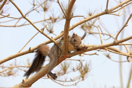 Photo for Squirrels live carefree in parks, China - Royalty Free Image
