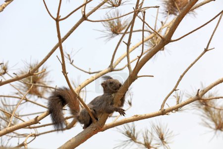 Photo for Squirrels live carefree in parks, China - Royalty Free Image