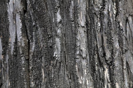 Photo for The bark texture of the old Sophora tree - Royalty Free Image