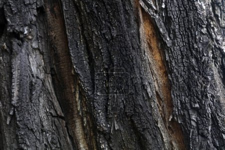 Foto de La textura de la corteza del viejo árbol Sophora - Imagen libre de derechos