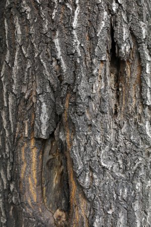 Foto de La textura de la corteza del viejo árbol Sophora - Imagen libre de derechos