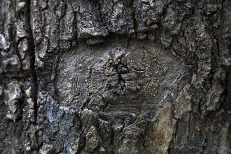 Photo for The bark texture of the old Sophora tree - Royalty Free Image