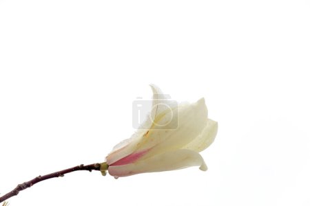 Téléchargez les photos : Magnolia fleur Couvert de glace et de sno - en image libre de droit