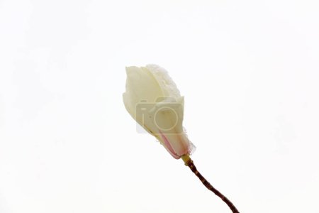 Photo for Magnolia flower Covered with ice and sno - Royalty Free Image