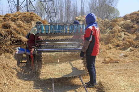 Téléchargez les photos : Comté de Luannan - 8 avril 2018 : les travailleurs transforment le rideau de paille, comté de Luannan, province du Hebei, Chine - en image libre de droit