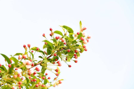 Téléchargez les photos : Begonia fleurit dans un jardin, Chine du Nord - en image libre de droit
