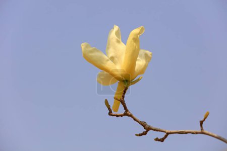 Téléchargez les photos : Magnolia en pleine floraison dans le jardin, Chine du Nord - en image libre de droit