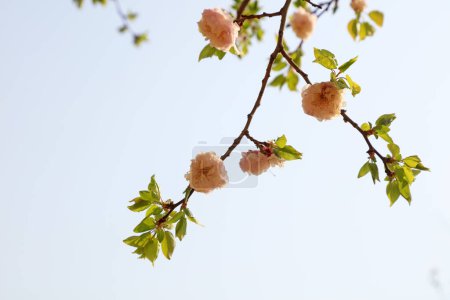 Photo for Apricot blossom in a park, North China - Royalty Free Image