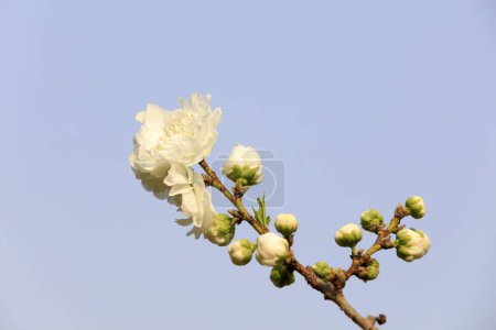 Foto de Flor de melocotón en plena floración, norte de China - Imagen libre de derechos