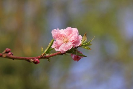 Photo for Peach blossom in full bloom, North China - Royalty Free Image