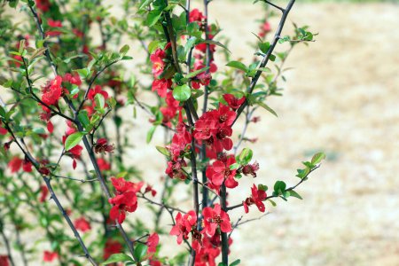 Téléchargez les photos : Floraison Fleurs de Bégonia fleurissent dans un jardin botanique, Chine du Nord - en image libre de droit