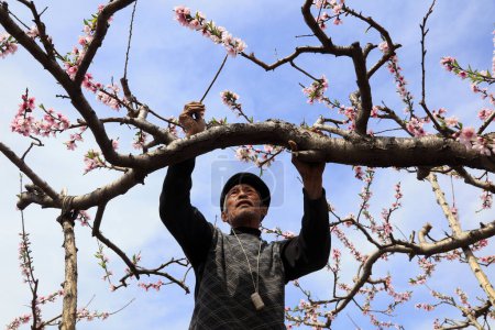 Téléchargez les photos : Comté de Luannan - 24 avril 2018 : Des pêcheurs pollinisent des pêchers, comté de Luannan, province du Hebei, Chine - en image libre de droit