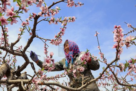 Téléchargez les photos : Comté de Luannan - 24 avril 2018 : Des pêcheurs pollinisent des pêchers, comté de Luannan, province du Hebei, Chine - en image libre de droit
