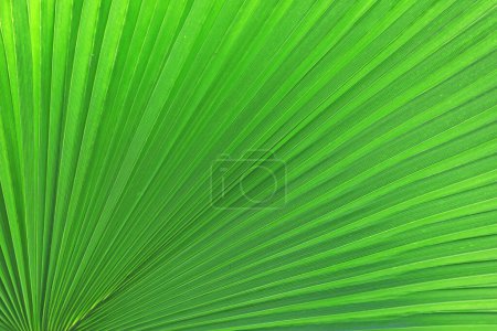 Téléchargez les photos : Fan chinois feuille de palmier texture - en image libre de droit
