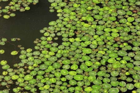 Photo for Duckweed on the surface of the wate - Royalty Free Image