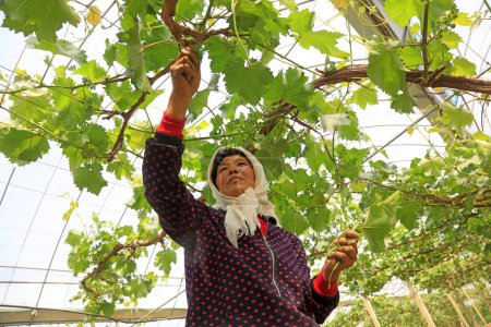 Téléchargez les photos : Comté de Luannan - 8 mai 2018 : les agriculteurs travaillent dans les vignobles, Luannan, Hebei, Chine - en image libre de droit
