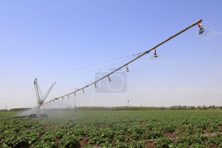 Photo for Self propelled high gap sprayer sprayer in field, North China - Royalty Free Image
