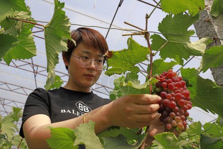 Téléchargez les photos : Comté de Luannan - 8 mai 2018 : Une agricultrice travaille dans les vignobles, Luannan, Hebei, Chine - en image libre de droit