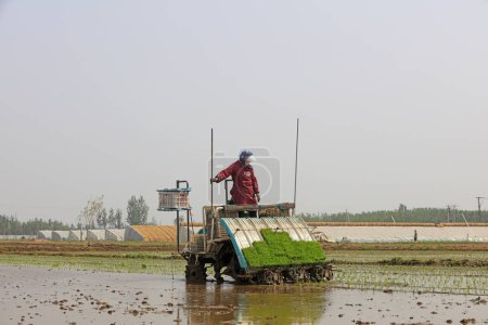 Photo for Luannan County - May 14,2018: rice mechanized transplanting,Luannan County, Hebei, Chin - Royalty Free Image