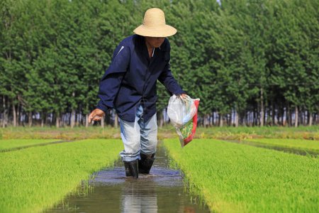 Téléchargez les photos : Comté de Luannan - 14 mai 2018 : fertilisation des agriculteurs pour les semis de riz, comté de Luannan, Hebei, Chine - en image libre de droit