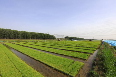 Téléchargez les photos : Lit de semis de riz gros plan de la photo - en image libre de droit