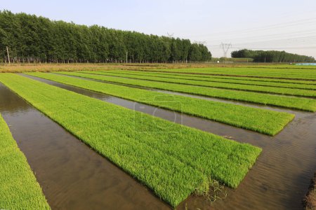 Photo for Rice seedling bed closeup of photo - Royalty Free Image