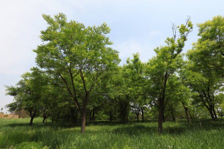 Téléchargez les photos : Pagode arbre est dans le parc - en image libre de droit