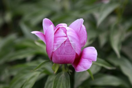 Foto de Paeonia lactiflora Pall en jardín botánico - Imagen libre de derechos
