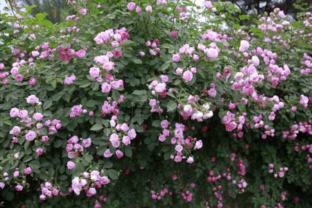 Foto de Rosas en el jardín botánico - Imagen libre de derechos