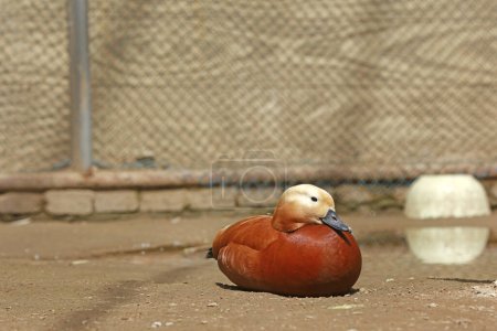 Photo for Ruddy Shelduck in the zoo - Royalty Free Image