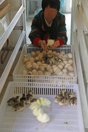 Foto de CONDADO DE LUANNAN, China - 23 de mayo de 2018: Los trabajadores observan un pequeño pavo real incubado en una incubadora automática en una granja, condado de LUANNAN, provincia de Hebei, China - Imagen libre de derechos
