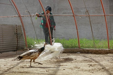 Photo for LUANNAN COUNTY, China - May 23, 2018: Workers check the growth of white peacock in a farm, LUANNAN COUNTY, Hebei Province, China - Royalty Free Image