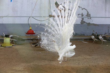 Photo for White peacock flaunting its tail in a zoo, North China - Royalty Free Image
