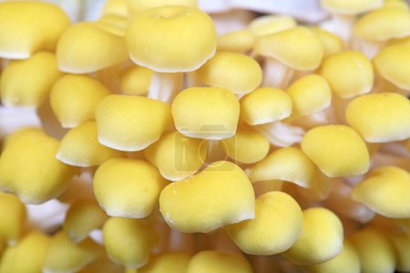 Téléchargez les photos : Champignon doré cultivé dans une ferme à North Chin - en image libre de droit