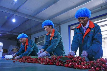 Téléchargez les photos : COMTÉ DE LUANNAN, Chine - 8 juin 2018 : Des travailleurs passent au crible de grosses cerises dans une ferme en Chine du Nord, COMTÉ DE LUANNAN, province du Hebei, Chine - en image libre de droit