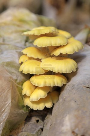 Photo for Cultivated golden mushroom on a farm in North China - Royalty Free Image