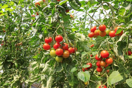 Téléchargez les photos : Tomates mûres dans une ferme en Chine du Nord - en image libre de droit
