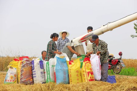 Téléchargez les photos : COMTÉ DE LUANNAN, Chine - 19 juin 2018 : les agriculteurs utilisent des moissonneuses-batteuses pour récolter du blé dans les champs, COMTÉ DE LUANNAN, province du Hebei, Chine - en image libre de droit