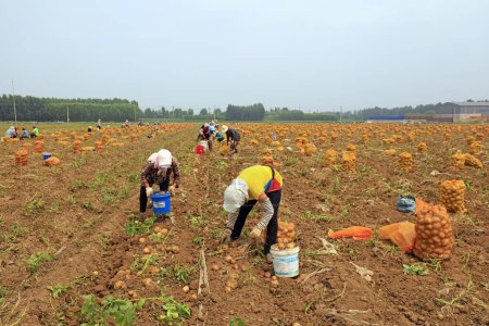Foto de CONDADO DE LUANNAN, China - 3 de julio de 2020: Los agricultores están cosechando papas en una granja, condado de LUANNAN, provincia de Hebei, China - Imagen libre de derechos