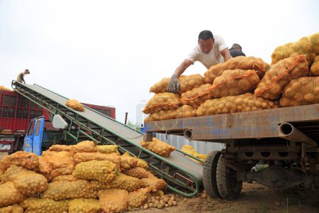 Téléchargez les photos : COMTÉ DE LUANNAN, Chine - 3 juillet 2020 : Les agriculteurs utilisent des tracteurs pour transporter des pommes de terre sur une ferme, COMTÉ DE LUANNAN, province du Hebei, Chine - en image libre de droit