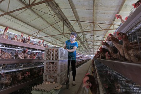 Téléchargez les photos : COMTÉ DE LUANNAN, Chine - 7 juin 2018 : les travailleurs ramassent des couches dans une ferme du COMTÉ DE LUANNAN, province du Hebei, Chine - en image libre de droit