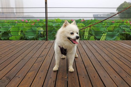 Foto de Bomei perro mascota en el suelo de madera - Imagen libre de derechos