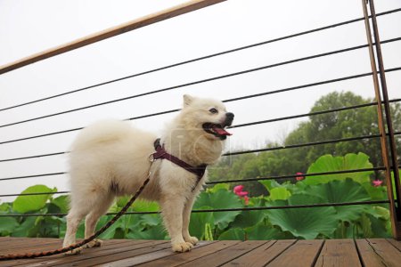 Foto de Bomei perro mascota en el suelo de madera - Imagen libre de derechos