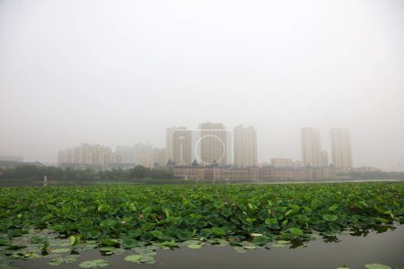 Téléchargez les photos : Étang de lotus sous la pluie - en image libre de droit
