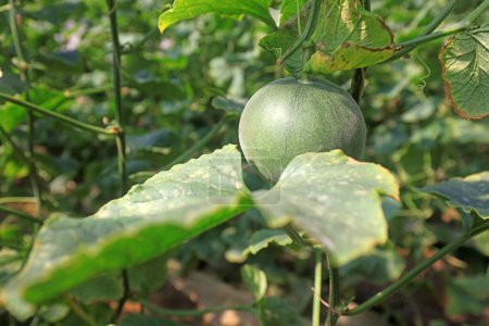 Téléchargez les photos : Les melons poussent sur les plantes en serre - en image libre de droit
