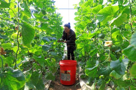 Téléchargez les photos : Comté de Luannan - 10 avril 2019 : Les agriculteurs récoltent des melons dans des serres sur une ferme, comté de Luannan, province du Hebei, Chine - en image libre de droit