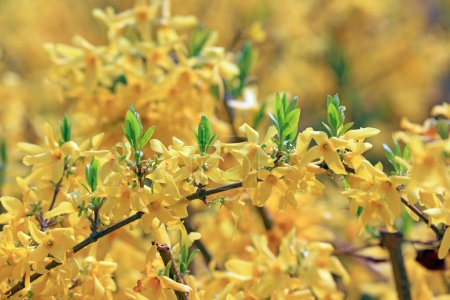 Téléchargez les photos : Floraison Forsythia fleurs dans un parc, Chine - en image libre de droit